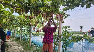 গাছে থোকায় থোকায় আঙুর, একজন কৃষক থেকে ‘আঙুর বিশেষজ্ঞ’