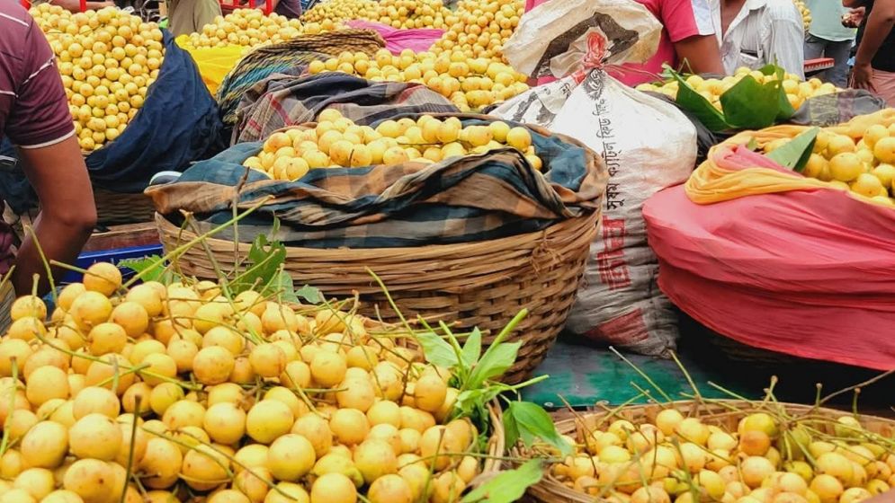 জিআই স্বীকৃত নরসিংদীর লটকনে ১৪৬ কোটি টাকার সম্ভাবনা, কম দামে হতাশ চাষি