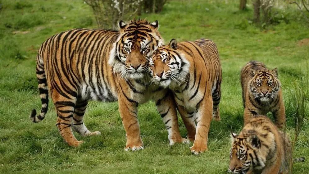 রয়েল বেঙ্গল টাইগার সংরক্ষণে সরকারের ১০ সদস্যের একটি কমিশন গঠন