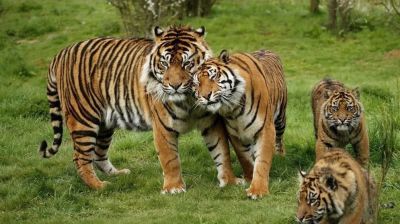 রয়েল বেঙ্গল টাইগার সংরক্ষণে সরকারের ১০ সদস্যের একটি কমিশন গঠন